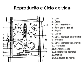 Reprodução e Ciclo de vida
 