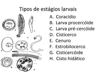 Tipos de estágios larvais
 
