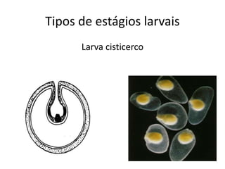 Tipos de estágios larvais
Larva cisticerco
 