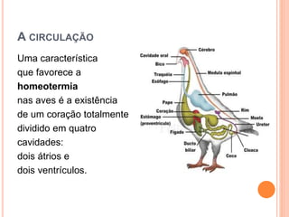 A CIRCULAÇÃO 
Uma característica 
que favorece a 
homeotermia 
nas aves é a existência 
de um coração totalmente 
dividido em quatro 
cavidades: 
dois átrios e 
dois ventrículos. 
 