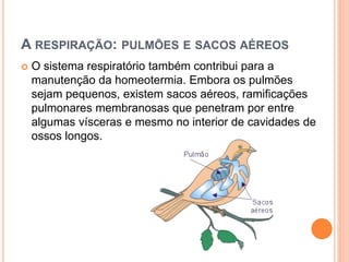 A RESPIRAÇÃO: PULMÕES E SACOS AÉREOS 
 O sistema respiratório também contribui para a 
manutenção da homeotermia. Embora os pulmões 
sejam pequenos, existem sacos aéreos, ramificações 
pulmonares membranosas que penetram por entre 
algumas vísceras e mesmo no interior de cavidades de 
ossos longos. 
 