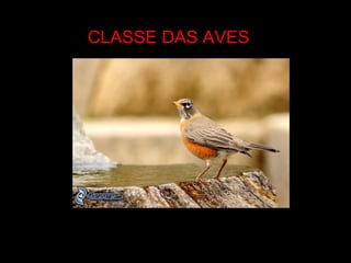 CLASSE DAS AVES
 
