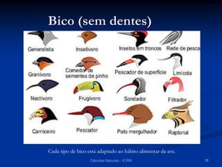Bico (sem dentes)
Cada tipo de bico está adaptado ao hábito alimentar da ave.
Ciências Naturais - ICRM 11
 