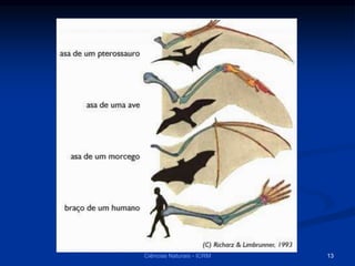 Ciências Naturais - ICRM 13
 