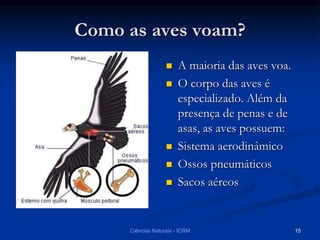 Como as aves voam?
 A maioria das aves voa.
 O corpo das aves é
especializado. Além da
presença de penas e de
asas, as aves possuem:
 Sistema aerodinâmico
 Ossos pneumáticos
 Sacos aéreos
Ciências Naturais - ICRM 15
 