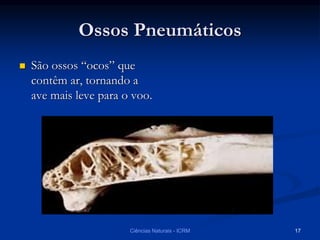 Ossos Pneumáticos
 São ossos “ocos” que
contêm ar, tornando a
ave mais leve para o voo.
Ciências Naturais - ICRM 17
 