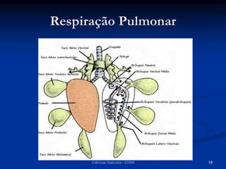 Respiração Pulmonar
Ciências Naturais - ICRM 19
 