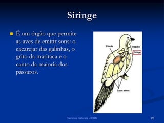 Siringe
 É um órgão que permite
as aves de emitir sons: o
cacarejar das galinhas, o
grito da maritaca e o
canto da maioria dos
pássaros.
Ciências Naturais - ICRM 20
 