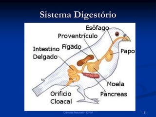 Sistema Digestório
Ciências Naturais - ICRM 21
 