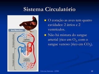 Sistema Circulatório
 O coração as aves tem quatro
cavidades: 2 átrios e 2
ventrículos.
 Não há mistura do sangue
arterial (rico em O2) com o
sangue venoso (rico em CO2).
Ciências Naturais - ICRM 22
 