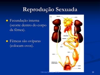 Reprodução Sexuada
 Fecundação interna
(ocorre dentro do corpo
da fêmea).
 Fêmeas são ovíparas
(colocam ovos).
Ciências Naturais - ICRM 24
 