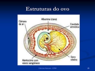 Estruturas do ovo
Ciências Naturais - ICRM 25
 
