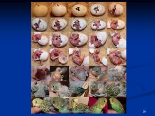 Ciências Naturais - ICRM 28
 