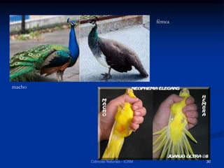 macho
fêmea
Ciências Naturais - ICRM 30
 