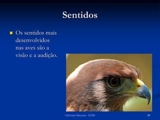Sentidos
 Os sentidos mais
desenvolvidos
nas aves são a
visão e a audição.
Ciências Naturais - ICRM 31
 