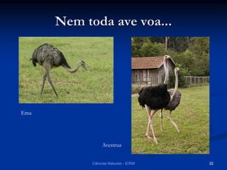Nem toda ave voa...
Ema
Avestruz
Ciências Naturais - ICRM 32
 