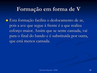 Formação em forma de V
 Esta formação facilita o deslocamento de ar,
pois a ave que segue à frente é a que realiza
esforço maior. Assim que se sente cansada, vai
para o final do bando e é substituída por outra,
que está menos cansada.
Ciências Naturais - ICRM 35
 