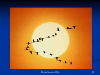 Ciências Naturais - ICRM 36
 