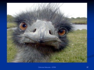 Ciências Naturais - ICRM 37
 