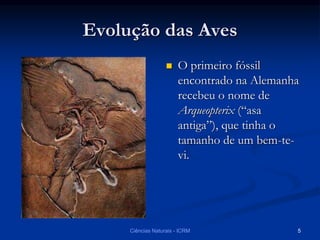 Evolução das Aves
 O primeiro fóssil
encontrado na Alemanha
recebeu o nome de
Arqueopterix (“asa
antiga”), que tinha o
tamanho de um bem-te-
vi.
Ciências Naturais - ICRM 5
 