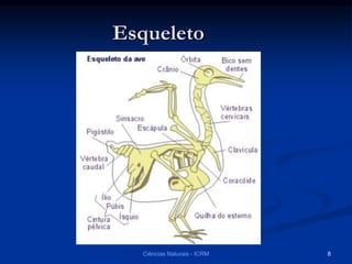 Esqueleto
Ciências Naturais - ICRM 8
 
