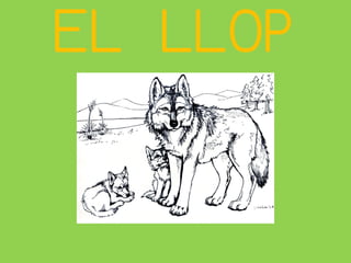 EL LLOP

 