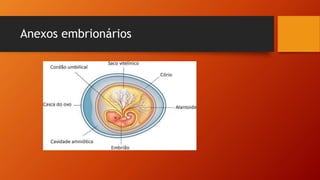 Anexos embrionários
 