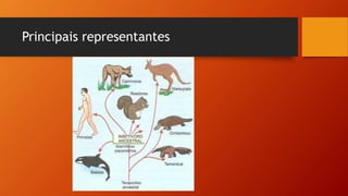 Principais representantes
 