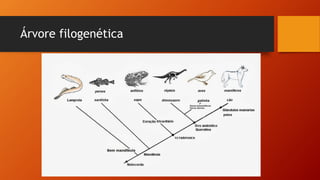 Árvore filogenética
 