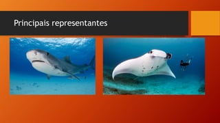 Principais representantes
 