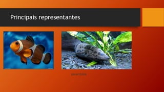 Principais representantes
pirambóia
 