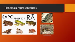 Principais representantes
Salamandra
 