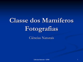 Classe dos Mamíferos
Fotografias
Ciências Naturais
Ciências Naturais - ICRM 1
 