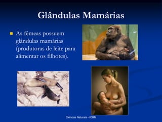 Glândulas Mamárias
 As fêmeas possuem
glândulas mamárias
(produtoras de leite para
alimentar os filhotes).
Ciências Naturais - ICRM
 