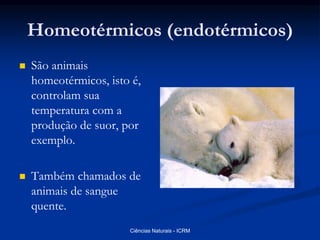 Homeotérmicos (endotérmicos)
 São animais
homeotérmicos, isto é,
controlam sua
temperatura com a
produção de suor, por
exemplo.
 Também chamados de
animais de sangue
quente.
Ciências Naturais - ICRM
 