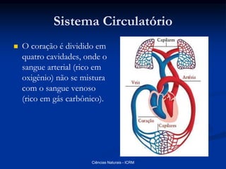 Sistema Circulatório
 O coração é dividido em
quatro cavidades, onde o
sangue arterial (rico em
oxigênio) não se mistura
com o sangue venoso
(rico em gás carbônico).
Ciências Naturais - ICRM
 