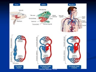 Ciências Naturais - ICRM
 
