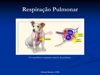 Respiração Pulmonar
Os mamíferos respiram através de pulmões.
Ciências Naturais - ICRM
 