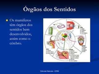 Órgãos dos Sentidos
 Os mamíferos
têm órgãos dos
sentidos bem
desenvolvidos,
assim como o
cérebro.
Ciências Naturais - ICRM
 