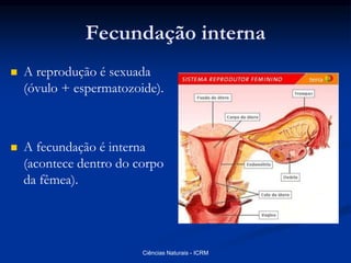 Fecundação interna
 A reprodução é sexuada
(óvulo + espermatozoide).
 A fecundação é interna
(acontece dentro do corpo
da fêmea).
Ciências Naturais - ICRM
 