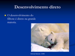 Desenvolvimento direto
 O desenvolvimento do
filhote é direto na grande
maioria.
Ciências Naturais - ICRM
 