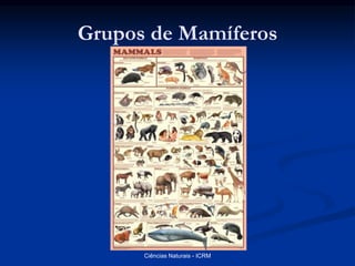 Grupos de Mamíferos
Ciências Naturais - ICRM
 