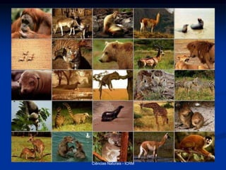 Ciências Naturais - ICRM
 