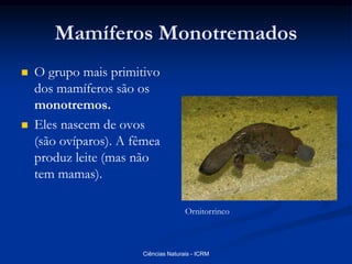 Mamíferos Monotremados
 O grupo mais primitivo
dos mamíferos são os
monotremos.
 Eles nascem de ovos
(são ovíparos). A fêmea
produz leite (mas não
tem mamas).
Ornitorrinco
Ciências Naturais - ICRM
 