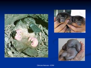 Ciências Naturais - ICRM
 