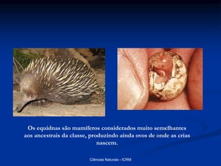 Os equidnas são mamíferos considerados muito semelhantes
aos ancestrais da classe, produzindo ainda ovos de onde as crias
nascem.
Ciências Naturais - ICRM
 