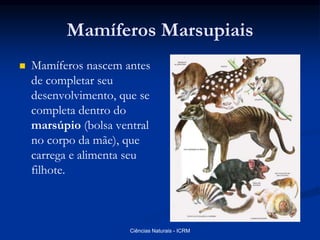 Mamíferos Marsupiais
 Mamíferos nascem antes
de completar seu
desenvolvimento, que se
completa dentro do
marsúpio (bolsa ventral
no corpo da mãe), que
carrega e alimenta seu
filhote.
Ciências Naturais - ICRM
 