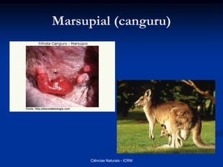 Marsupial (canguru)
Ciências Naturais - ICRM
 
