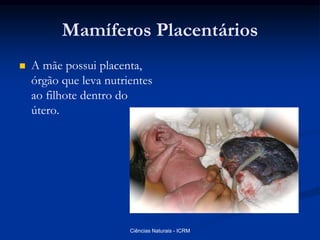 Mamíferos Placentários
 A mãe possui placenta,
órgão que leva nutrientes
ao filhote dentro do
útero.
Ciências Naturais - ICRM
 