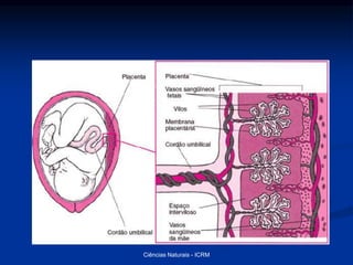 Ciências Naturais - ICRM
 
